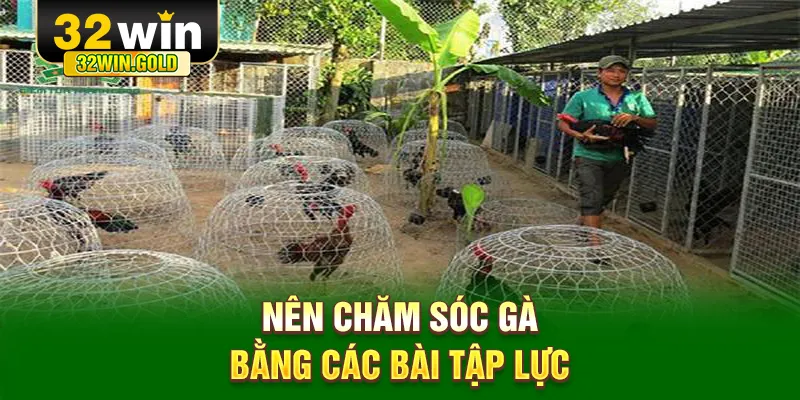 Nên chăm sóc gà bằng các bài tập lực